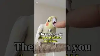 3 Signs Birds Love You