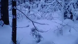 Зимний лес очарование природы