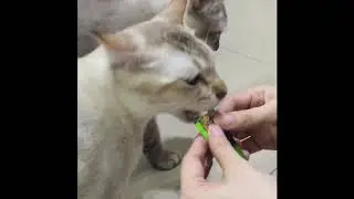 Cats trying out new cat treat(holding camera by me/ft.mom)