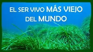 ORGANISMOS SORPRENDENTES