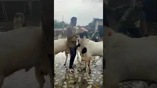 Biggest Kota Goat&rsquo;s Collection