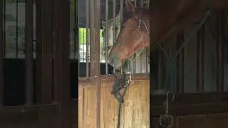 Geldings 🤦&zwj;♀️ #ridewithsheridan #osageorange #franksluckybars #geldings