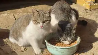 #cat #youtube #videosfeed homelss cats