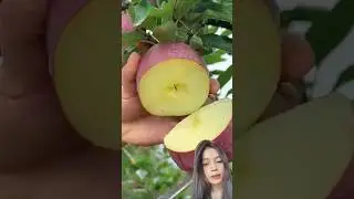 Unique Apple Fruit Shape #redapple #uniquefruits #gardening #freshfruits #harvesting #beautynature