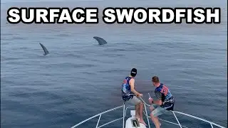 Broadbill Swordfish on Surface