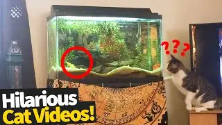 Funny Viral Cat Videos | Ultimate Cat Compilation 2019