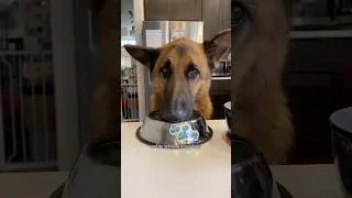 What my Chinese Shepherd Eats in Our Chinese Household #soupbaby #shorts #dog