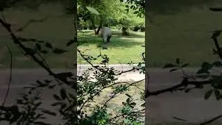 Grass grazing by #rhinoceros in #zoo #nationalzoologicalpark