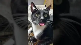 Tongues out Tuesday! #cat #sillycats #farmstead #farmcats