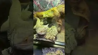 Funny lizard videos cute Video h&agrave;i hước về m&egrave;o animals Funny cat and lizard M&egrave;o vui nhộn #shorts