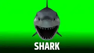 Shark Green Screen Video || Green Screen || Chroma Key