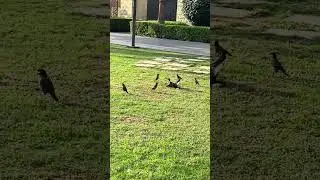 Adorable Birds Playing Together | Fun and Playful Bird Moments