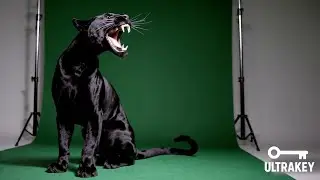 Black Panther Roaring &ndash; Free Green Screen Loop Animation VFX