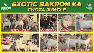 Inaaya Goat Farm Exotic Chota Jungle Kota, Saanen, Boer, Sindhi, Marino in Pune I YK Goat Lover