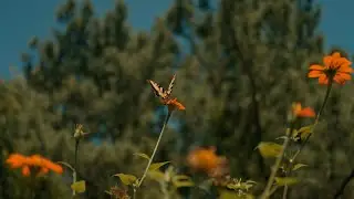 Where Roots Run Deep | Kingdom Gardens Documentary on Community, Healing & Urban Farming
