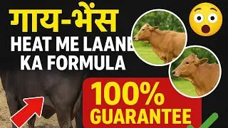🐄 Cow Buffalo Ko Heat Me Lane Ka 100% Guaranteed Tarika ✅ |  Signs + Desi Nuskha | Dairy Farm Tips
