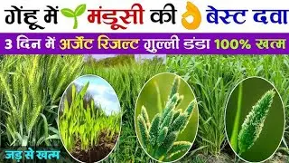 गेहूं में गिल्ली डंडा खरपतवार ऐसे खत्म करें | किसान की सबसे बड़ी गलती | Wheat Weed Control