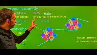 Levels of Chromatin Organization: Nucleosome, 30 nm Fiber, Loop Domains & Chromosome Formation