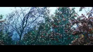 Forest - Canon 550d Magic Lantern RAW Cinematic/Film Look KinoLUT Test