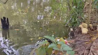 ducklings series- bigger everyday 一暝大一吋