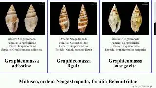 Molusco, ordem Neogastropoda, fam&iacute;lia Belomitridae glyphostoma etrema vexitomina cosmioconcha