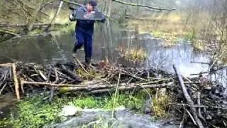 Stawy bobrowe w Borach Tucholskich