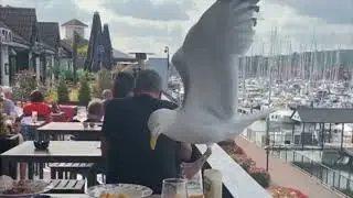 Seagull stealing food #brave #cunningseagul