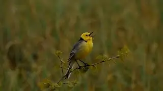 Citrine wagtail,Sitronerle,Желтоголовая трясогузка,Bergeronnette citrine,Citroenkwikstaart,キガシラセキレイ