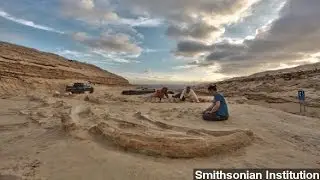 Scientists Solve Mystery of Chile's Massive Whale Graveyard