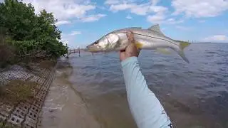 Snook Fishing in Fort Pierce