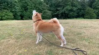 Shiba Inu Barking and Howling