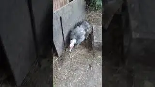 Is my Muscovy duck setting a nest ? -  duck behavior