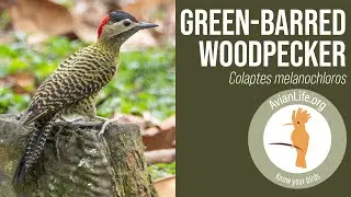Green-barred Woodpecker - Colaptes melanochloros