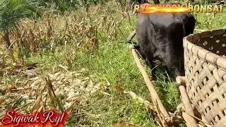 Уборка кукурузы 🌽 с использованием коровьего молока...