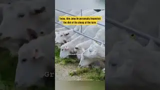 Сегодня Ким Чен Ын лично проверил рацион овец на ферме. 🤔 #кимджонгун #севернаякорея