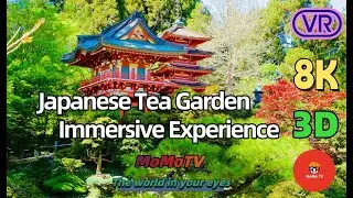 【360&deg; VR】Японский чайный сад Сан-Франциско &mdash; старейший общественный японский сад в Северной Америке 8K