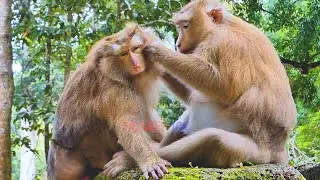 Update! Rose Mum Monkey Sweetie family Monkey | MONKEY Jenifer