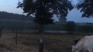 Koeien zoeken afkoeling