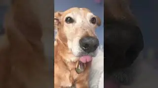 Her tongue!! #dog #tongue #funny #cute #shortvideo #subscribe