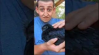 Is My Chicken Weird? #chickens