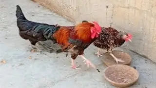 Rooster crowing sounds 🐓🐔 #birds #chicken #rooster 