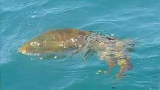 Kayak Angling Ireland
