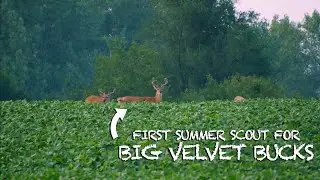 Scouting for BIG Iowa velvet bucks in BEANS