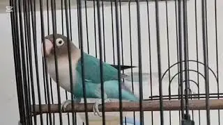 Lovebird ngekek panjang dengan variasi isian terbaik dan tembakan mewah 1 Januari 2026
