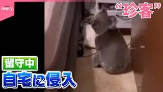 【まさか】コアラが家に  住人が逃がそうとするも&hellip;  オーストラリア