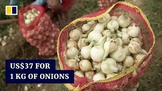 More expensive than meat: onion crisis leaves Filipino farmers crying for change