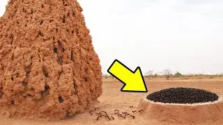 As Regras da Morte nos Insetos