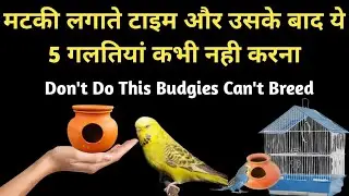 Budgies Female Matki Select Nahi Karti Mating Nahi Karne Deti Uskai 5 Reasons | How To Breed Budgies