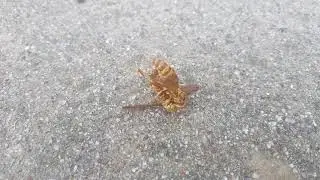 Paper wasps battling or mating? Denton Texas