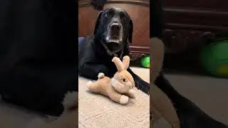 Шэдоу такой красавчик!